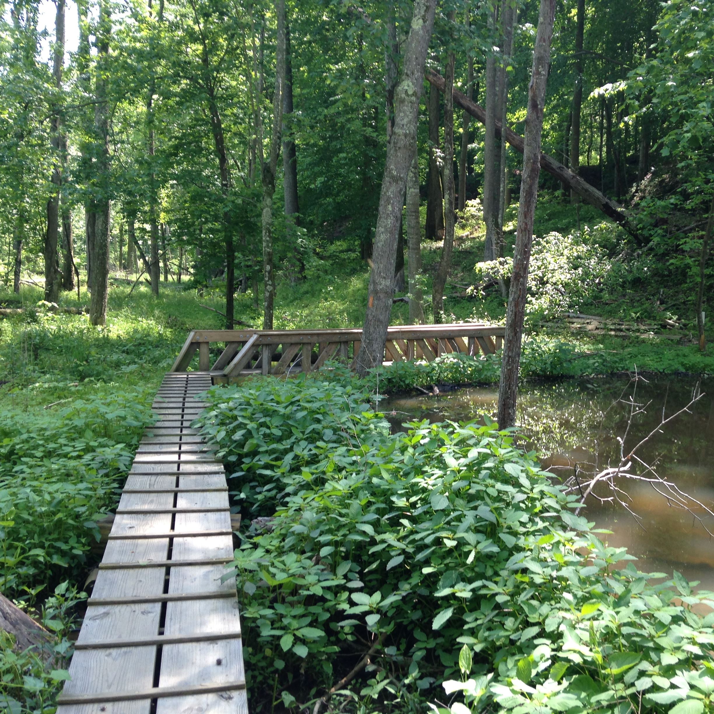 American Chestnut Land Trust bridge in the woods