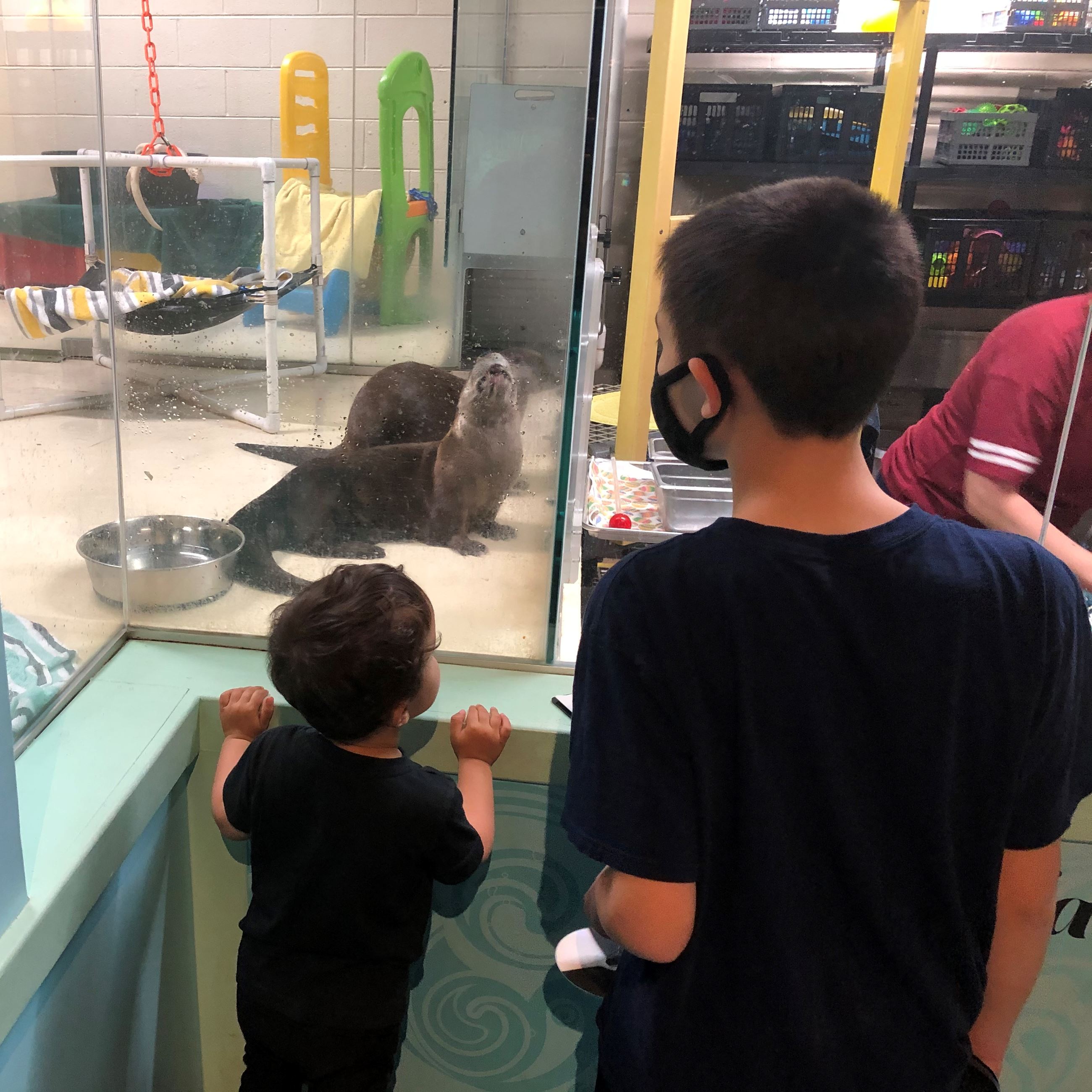 Children looking at otters at the Calvert Marine Museum