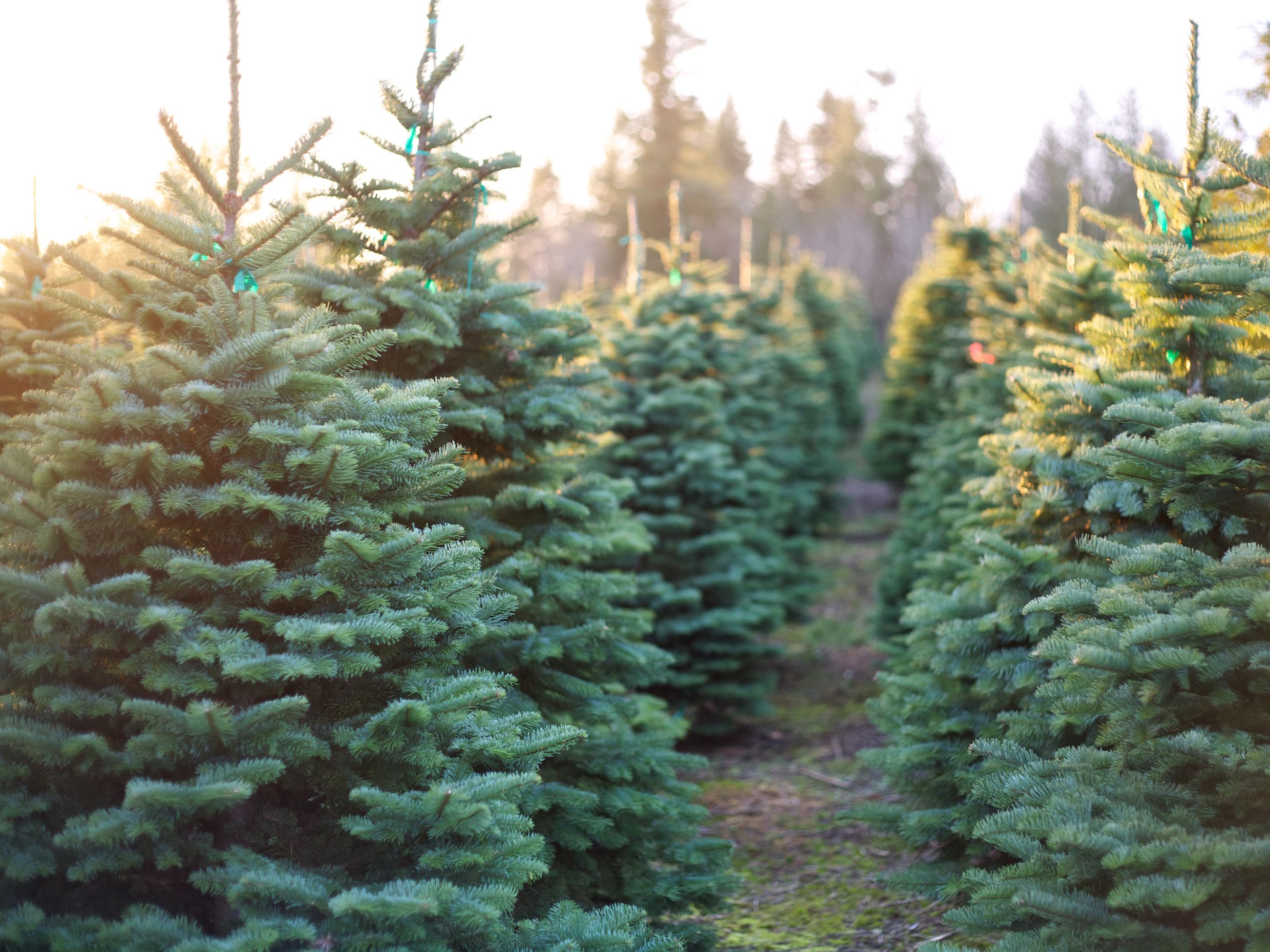Pine Tree Farm during sunrise
