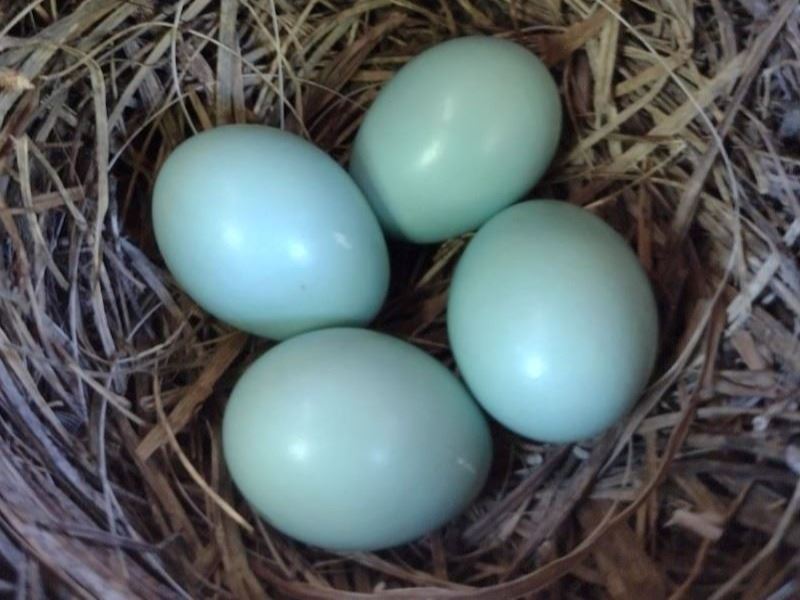 Bluebird eggs in nest