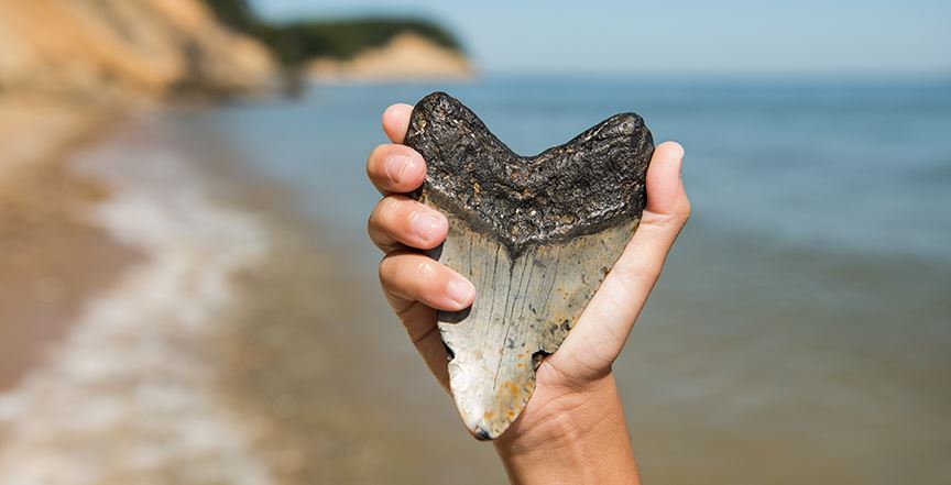 Hand holding a large shark tooth
