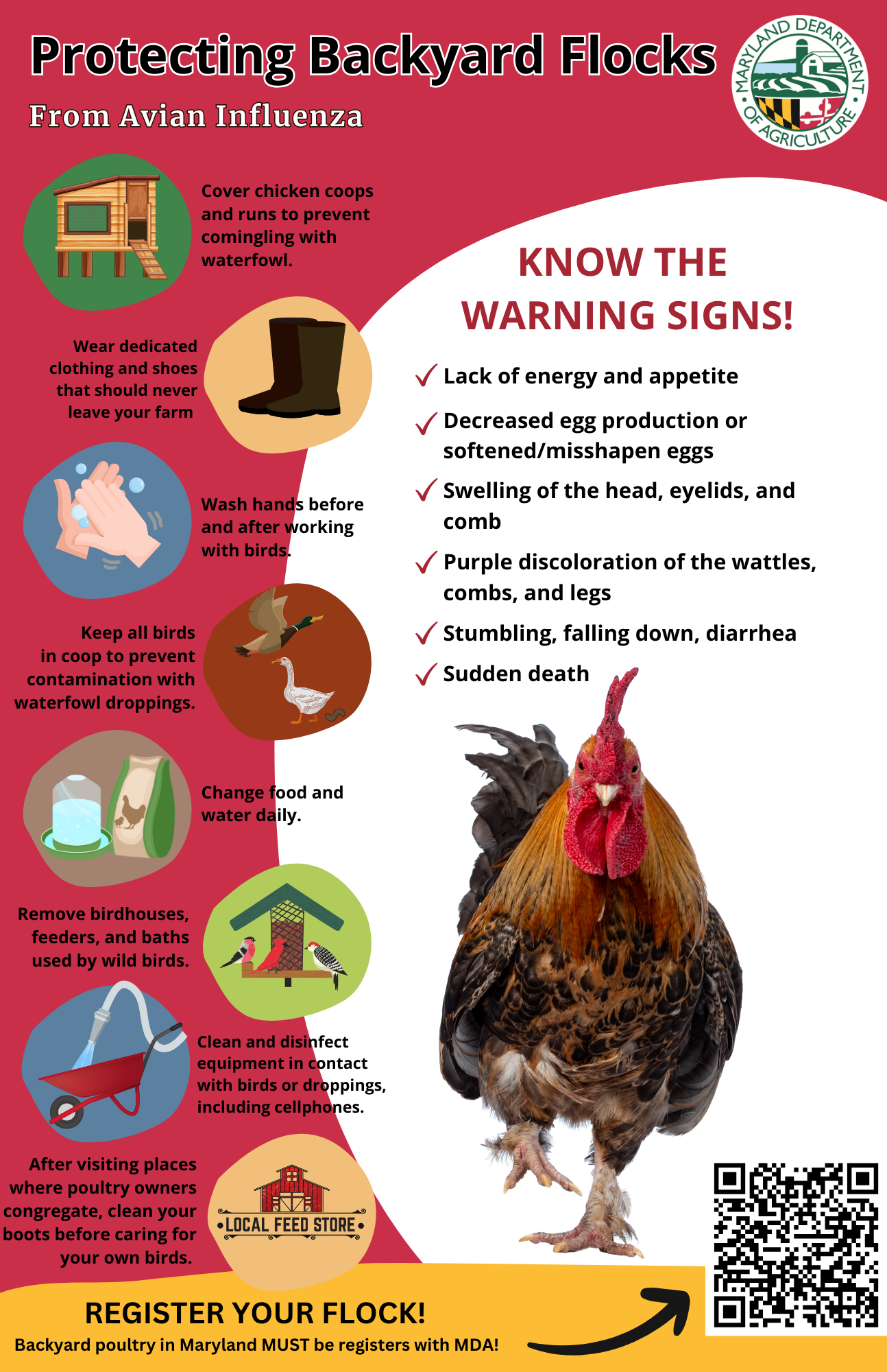 Infographic for protecting backyard flocks against Avian Influenza